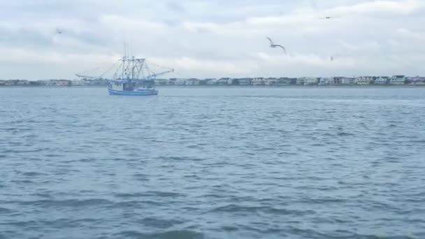 Gamberetti Barca Pesca Largo Mattino Con Gabbiani Testa Delfini Nuotare — Video Stock