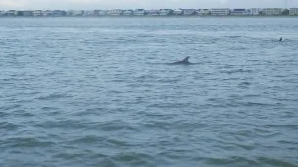 Bottlenose Dolphins Swim Surface Waves Atlantic Ocean — Stock Video