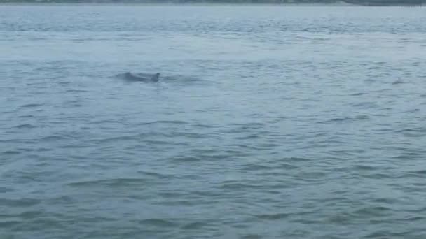瓶鼻海豚在大西洋的波浪中游动和浮出水面 — 图库视频影像