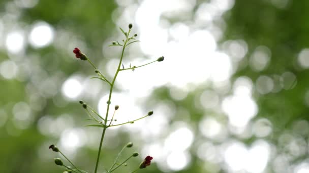 Slanke Kleine Rode Bloem Groeit Een Groene Plant Het Midden — Stockvideo