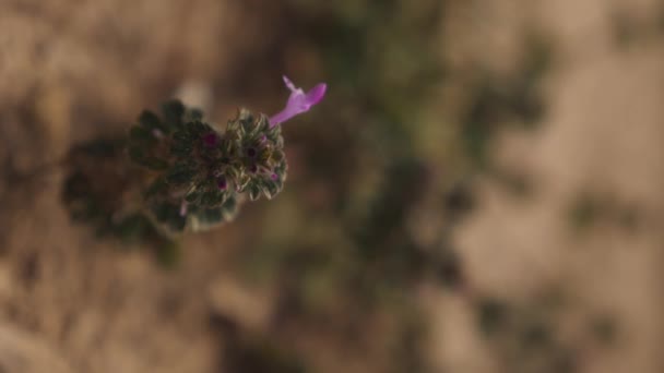 Gambar Vertikal Bunga Ungu Yang Mekar — Stok Video