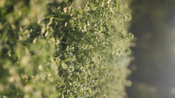 Vertical Macro Tiny Green Plants Videoclip