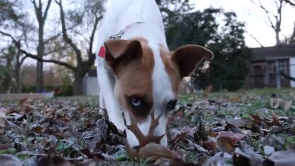 Dog Sniffing Frosty Leaves Fotografías de stock