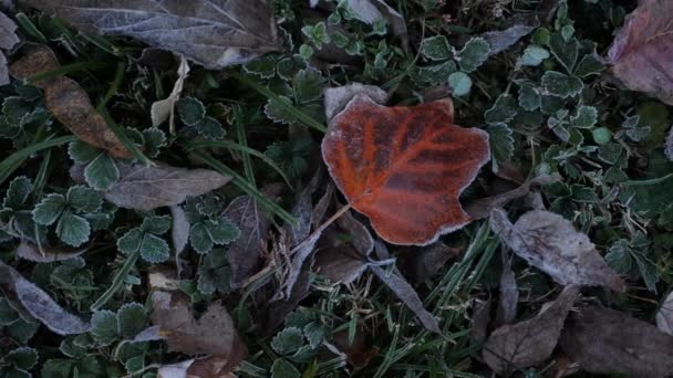 Frosty Leaf Autumn Video de stock libre de derechos