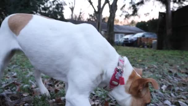 Hundsniffande Frostiga Blad — Stockvideo