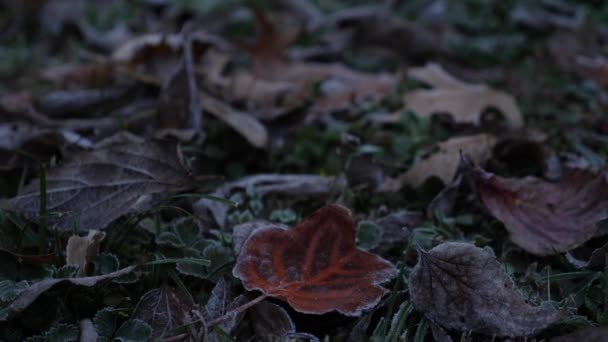 Frosty Leaf Autumn — 비디오