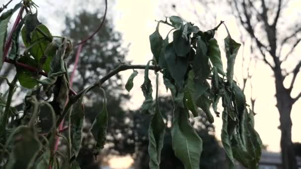 Dying Garden Plant Autumn — Vídeo de stock