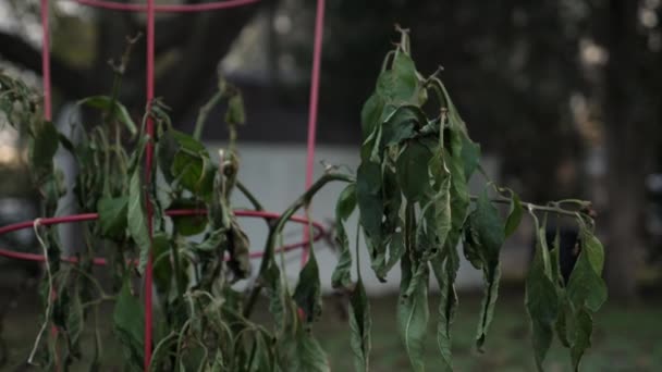 Dying Garden Plant Autumn Video de stock