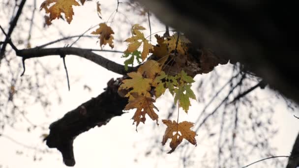 Fall Leaves Branch — Videoclip de stoc