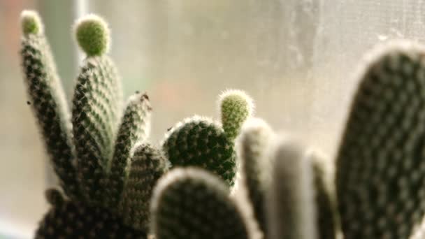 Malé Kaktusové Rostliny Okně — Stock video