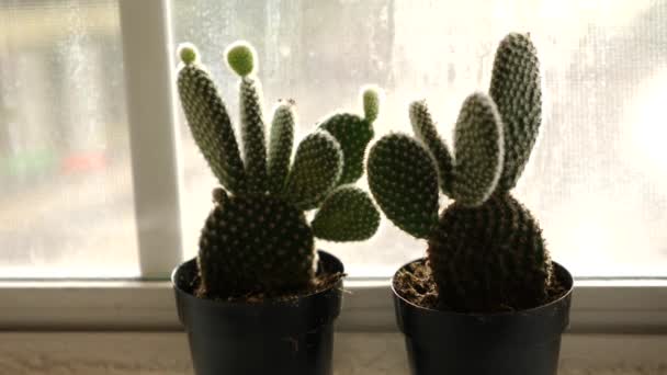 Kleine Cactusplanten Het Raam — Stockvideo