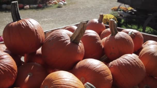 Çiftlikteki Balkabağı Tarlasından Portakal Kabakları Eski Bir Ahşap Vagonda Oturur — Stok video