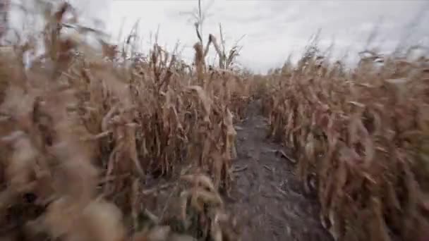 在黑暗恐怖的玉米迷宫中奔跑的Pov — 图库视频影像