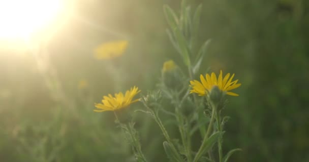 Yellow Daisy Flowers Blow Wind Sunset Video de stock libre de derechos