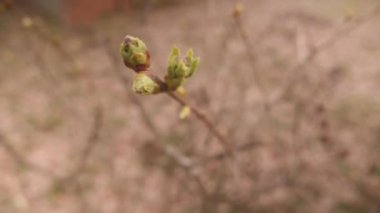 İlkbaharda büyüyen bir ağaç dalında birkaç küçük tomurcuk.