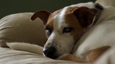 Kanepede dinlenen kahverengi ve beyaz benekli bir köpeğin yakın çekimi.