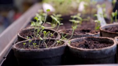 İç sınıftaki organik çömleklerde yetişen küçük yeşil fideler.