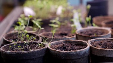 Genç filizler biyolojik olarak bozunabilir saksılarda filizleniyorlar. Sınıfta filizlenmek için evlerin içine yerleştiriliyorlar.