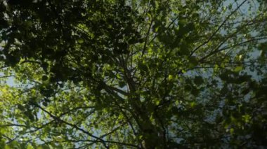 Parlak yeşil yaprakların altından, açık bir günde ağaçların arasından parlayan güneş ışığıyla.