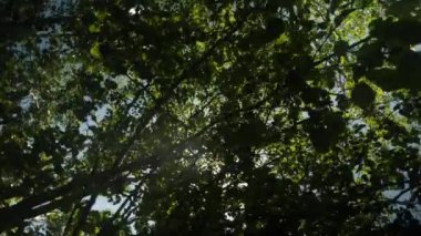 Gün ışığı, sık orman yaprakları arasında gün boyunca parlar.