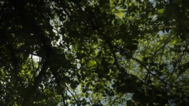 Sakin bir günde, ormanın yoğun yaprakları arasında parlayan güneş ışınları.