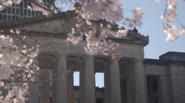 Açık bir günde zarif bir tarihi yapının önünde kiraz çiçekleri açar..