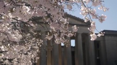 Güzel kiraz çiçekleri güneşli bir günde tarihi bir binayı süsler..