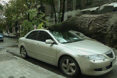 A tree fell on the roof of a car during a hurricane.