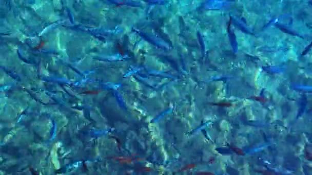 Pobřežní Ryby Plavou Křišťálově Čisté Vodě Pozadí Mořský Život — Stock video