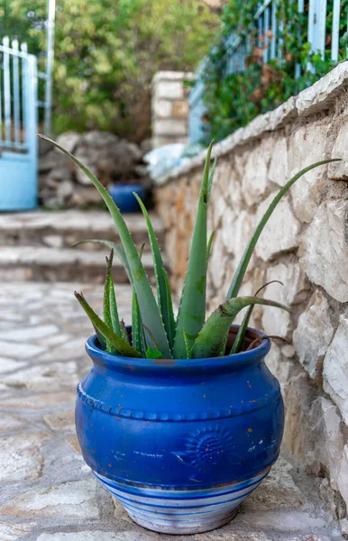 Stock image An Aloe Vera plant growing in a blue pot in a garden.