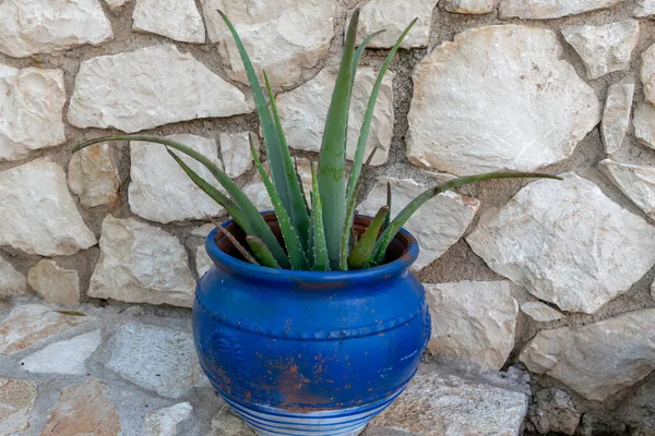 Una Pianta Aloe Vera Che Cresce Vaso Blu Giardino — Foto Stock