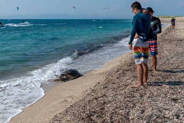 Lefkada adası. Yunanistan - 06.21.2023. Turistler sahilde ölü bir Loggerhead kaplumbağasına bakıyor..