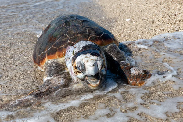 Uma Tartaruga Loggerhead Morta Inchada Apareceu Numa Praia — Fotografia de Stock