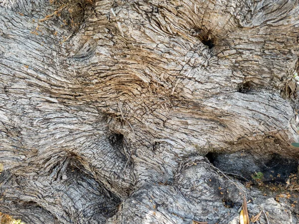 Texture Trunk Ancient Olive Tree — Stock Photo, Image