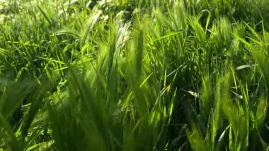 Bir insan çimlere dokunur ve hisseder.