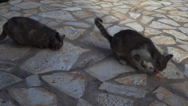 Ciężarne Siostry Bezpańskie Koty Żywiące Się Surowym Mięsem — Wideo stockowe