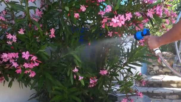Una Persona Que Usa Tubo Manguera Para Regar Plantas Jardín — Vídeo de stock