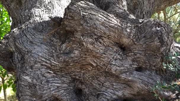 Texture Trunk Ancient Olive Tree — Stock Video