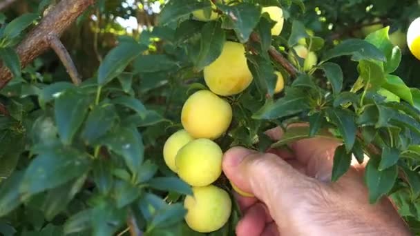Person Picking Plums Tree — Stock Video