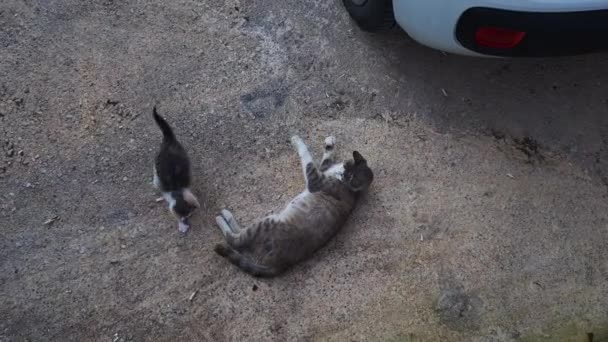 Ein Verirrtes Kätzchen Spielt Mit Dem Schwanz Seiner Mutter — Stockvideo