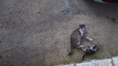 Neşeli bir kedi yavrusu annesiyle oynuyor..