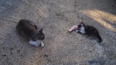 Vahşi bir anne kedi kedisine yemek yemeyi öğretiyor..