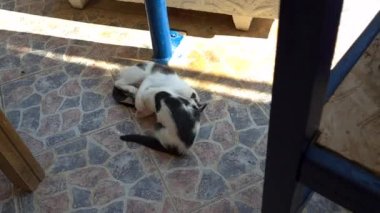 İki vahşi sokak kedisi yerde birbirleriyle oynuyorlar..