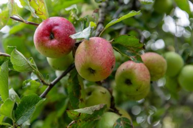 organik elma ağacı üzerinde.