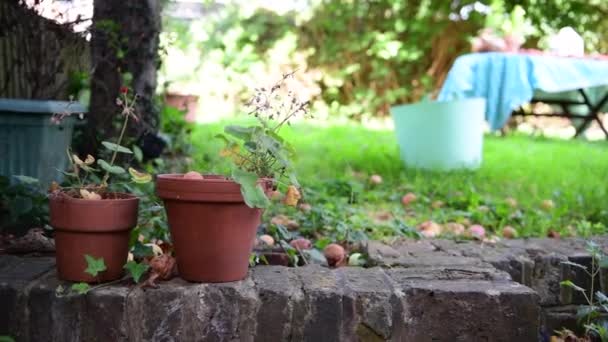 Een Tuin Met Omgevallen Appels Het Gazon Pad — Stockvideo