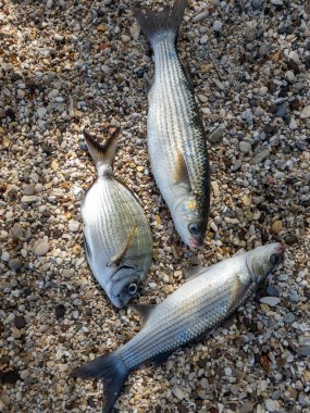 Küçük bir çakıl taşlı plajda gri kefal ve deniz çamı..