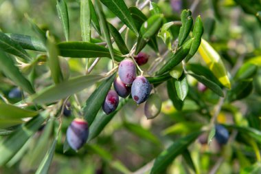 Zeytin ağacında yetişen olgun zeytinler hasat için hazır..