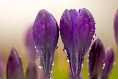 Makro yakın çekim, Crocus 'un düşük açılı görüntüsü sabah çiğ çiğ ile kaplanmış sıcak güneş ışığı ile gökyüzüne. Çiçek, bahar arkaplanı, konsept.