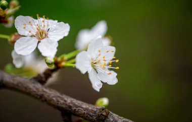Makro, yeşil arkaplanı olan bir dalda kiraz çiçeğinin yakın görüntüsü. Bahar konsepti, fon.