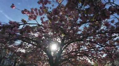 Güzel bir bahar günü, ışıl ışıl parlayan güneş ışığıyla bir ağacın altında yürüyorum..